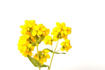 calceolaria integrifolia on a white background