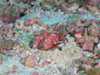 Spearing mantis shrimp lurking in the sandy bottom