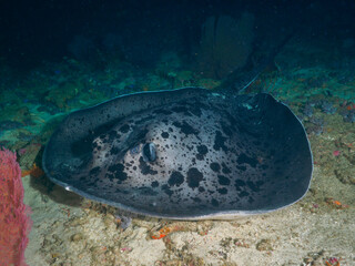Huge marbled ray on the sand bottom