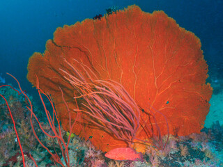 Gorgonian fan and Red sea whip corals