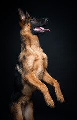 Portrait of a German shepherd in front of an isolated black background. Close-up of a German shepherd in profile view isolated black background.