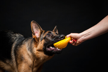 A woman with a German shepherd puppy yellow toy. Close-up on an isolated black background.