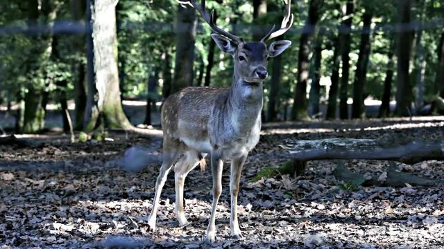 Sikahirsche