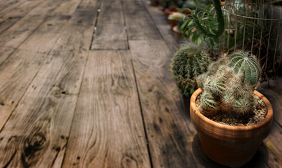 cactus plant decoration outdoor garden wood from top view