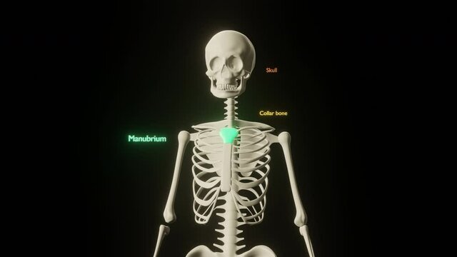 Zoom out of medical skeleton with bones names appearing. Medicine, bones names medical human skull anamoty biological skeletal. 3D render animation