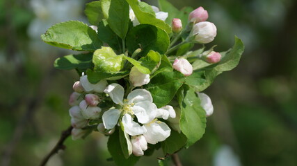blooming apple tree