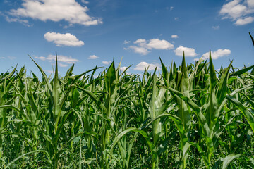 Corn fields against blue sky