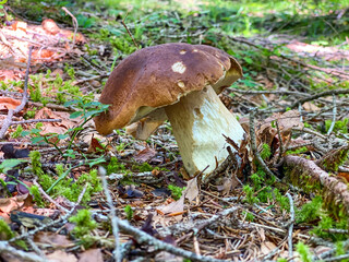 Porcino mushroom, italian woods. Delicious edible mushroom boletus edulis in spruce forest