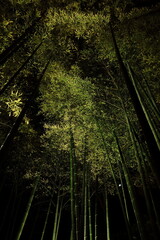 ライトアップされた竹林と月