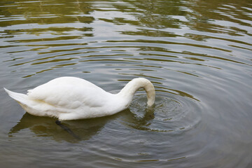 The white swan in the natural environment lowered its head into the water.