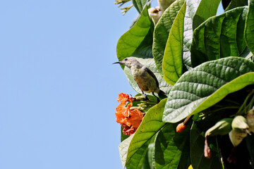 A female Purple Sunbird sitting on the orange flowers of a Scarlet Cordia Tree in Dubai in white backdrop