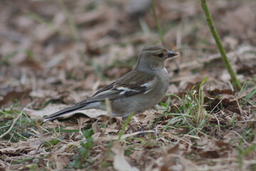 chaffinch is looking for food