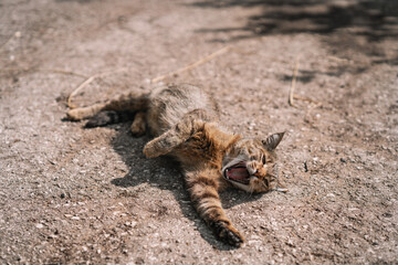 The cat is lying in the grass and yawning