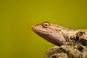 lizard on a tree