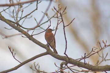 chaffinch is looking for food