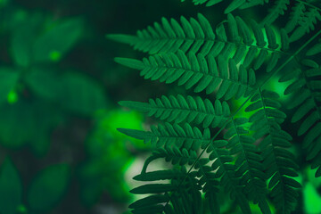 Green fern leaf as a close-up background image