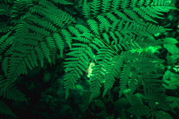Fototapeta na wymiar Green fern leaf as a close-up background image