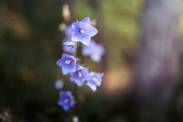 Purple Bluebell flowers grow in the forest, beautiful bokeh and background image