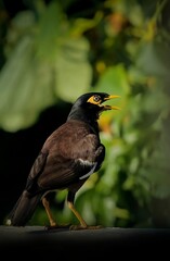 red winged blackbird