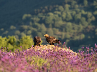 Busardo ratonero (Buteo buteo)
