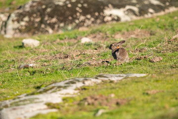 Conejo com&uacute;n o conejo europeo (Oryctolagus cuniculus)