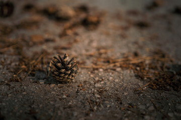 Panorama of a beautiful pine forest with cones on the path, fresh air, ecology and protection of the forest