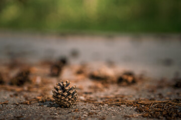 Panorama of a beautiful pine forest with cones on the path, fresh air, ecology and protection of the forest