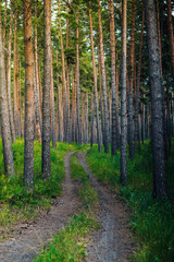 Panorama of a beautiful pine forest with cones on the path, fresh air