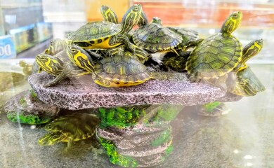 turtle on the rocks