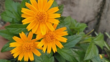 yellow flower in the garden