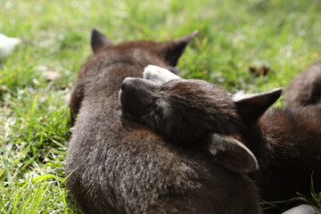 Obraz premium cute sleeping puppies