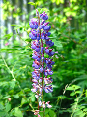 blue Lupin blooms in summer