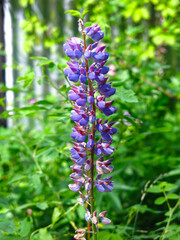 blue Lupin blooms in summer