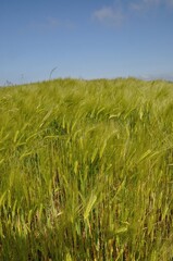 A field of  barley in Brittany