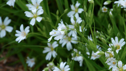 Stellaria is white. White little flowers.