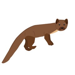 Pine Martens Illustration