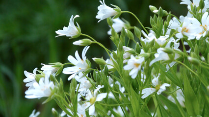 Stellaria is white. White little flowers.