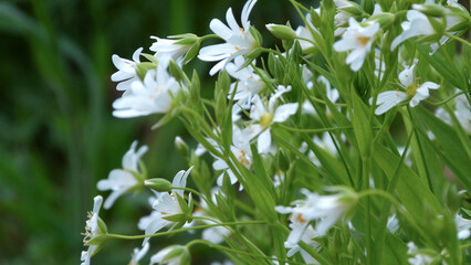 Beautiful white flowers. May stellaria.