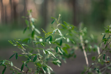 Forest plants close-up on the background of the forest