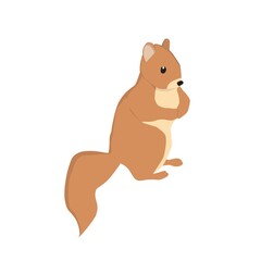 Squirrel  Illustration