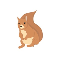 Squirrel  Illustration