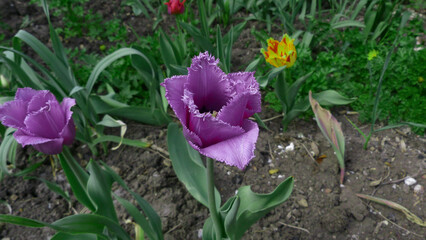 Purple tulip. Spring flowers in the garden.