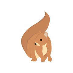 Squirrel  Illustration