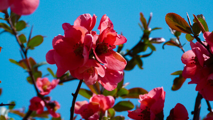 Beautiful flowers of the apple tree. Paradise apple tree.
