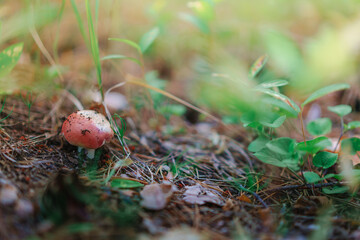 A charming mushroom grows in the forest