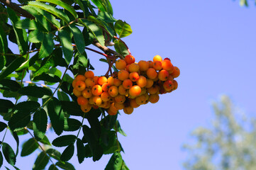 ripe bunch of mountain ash on a tree against a blue sky