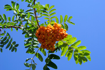 ripe rowan berries with green leaves against a blue sky
