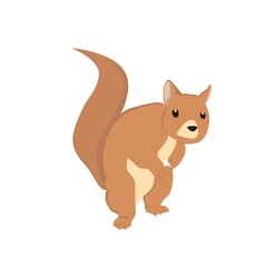 Squirrel  Illustration