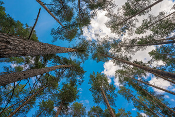 Panoramic view up in the pine forest to the blue sky with clouds
