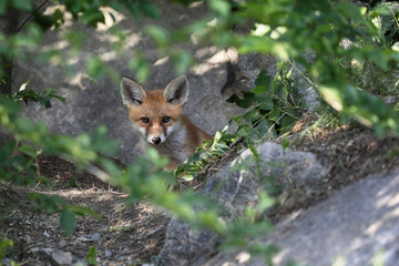 red fox in the wild